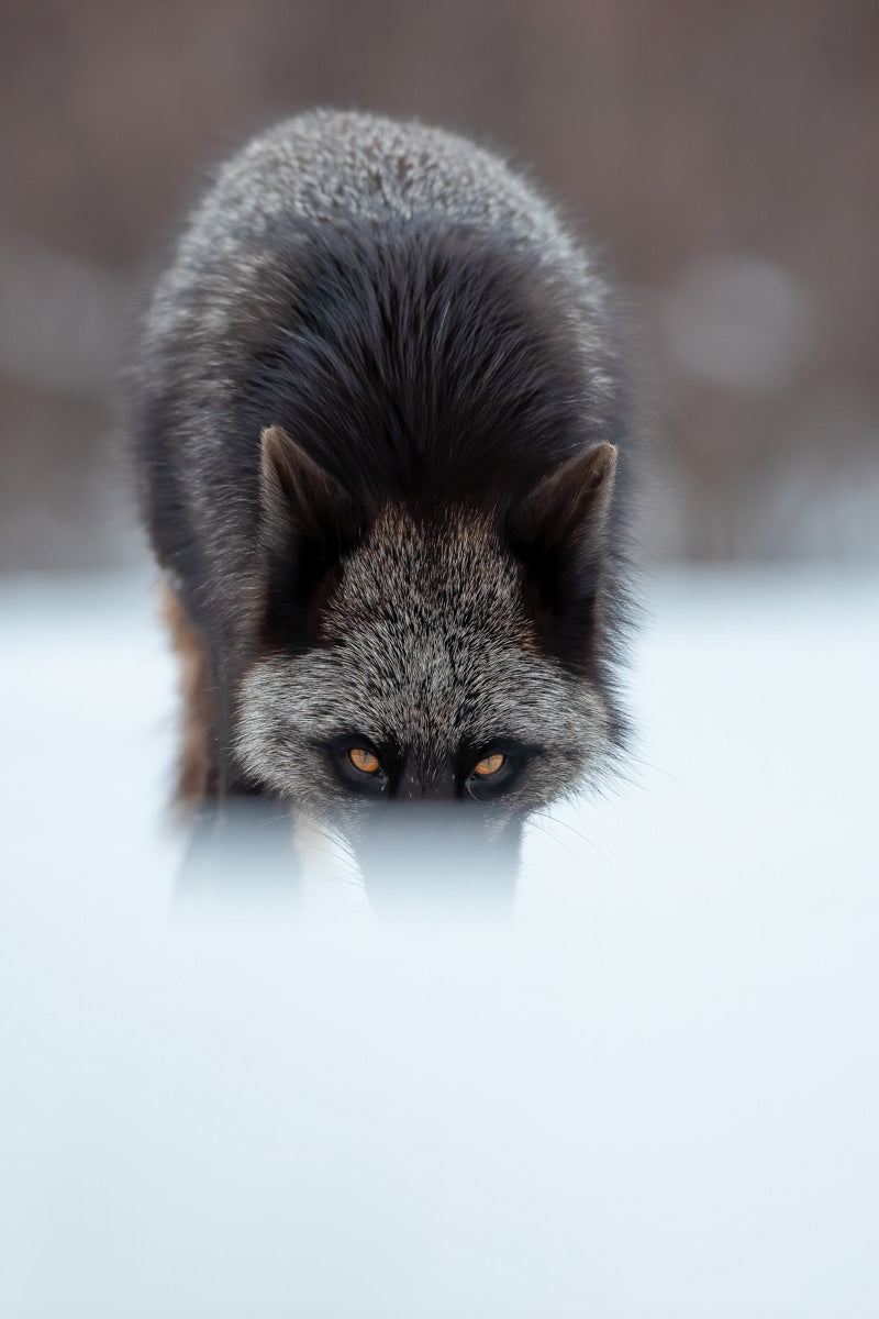 Renard argenté adulte avançant à l’affût dans la neige, le corps abaissé et les yeux ambrés fixés devant lui.