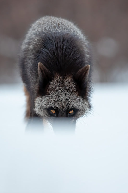 Renard argenté adulte avançant à l’affût dans la neige, le corps abaissé et les yeux ambrés fixés devant lui.