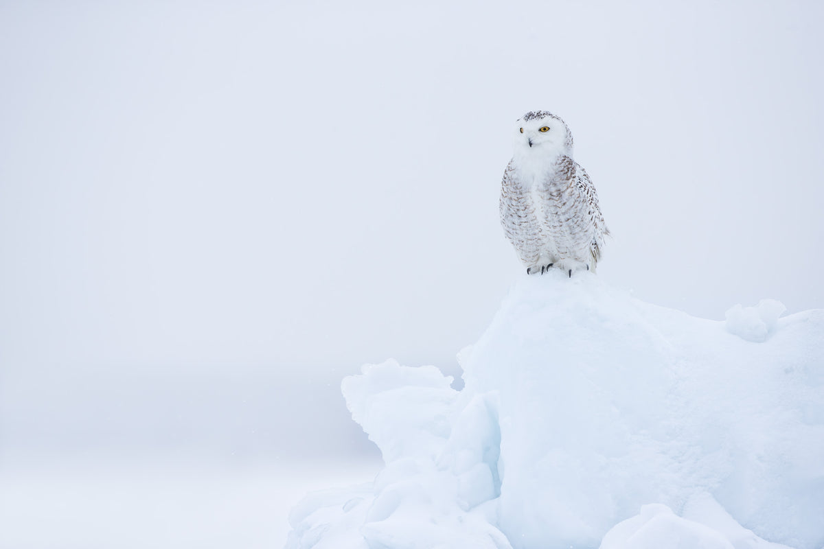 Harfang des neiges blanc aux yeux jaunes, perché au sommet d'un amas de neige dans un paysage hivernal presque entièrement blanc au Québec.