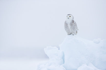 Harfang des neiges blanc aux yeux jaunes, perché au sommet d'un amas de neige dans un paysage hivernal presque entièrement blanc au Québec.