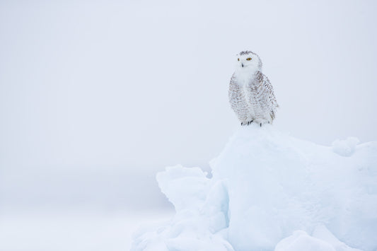 Harfang des neiges blanc aux yeux jaunes, perché au sommet d'un amas de neige dans un paysage hivernal presque entièrement blanc au Québec.