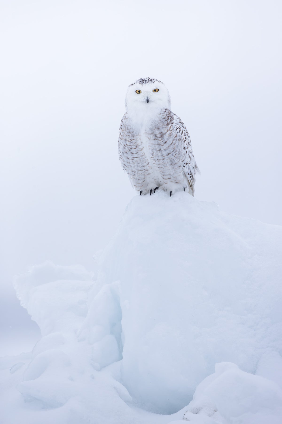 Portrait d'un harfang des neiges au plumage blanc et brun, posé sur une butte de neige, dans une atmosphère hivernale douce et lumineuse.