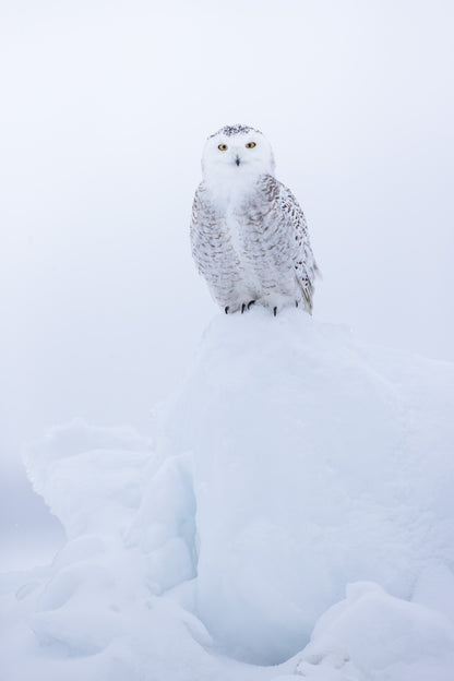 Portrait d'un harfang des neiges au plumage blanc et brun, posé sur une butte de neige, dans une atmosphère hivernale douce et lumineuse.