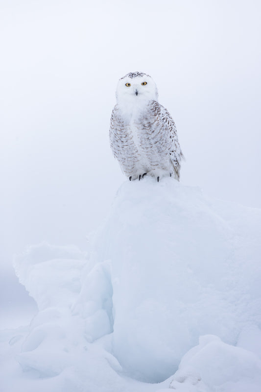 Portrait d'un harfang des neiges au plumage blanc et brun, posé sur une butte de neige, dans une atmosphère hivernale douce et lumineuse.