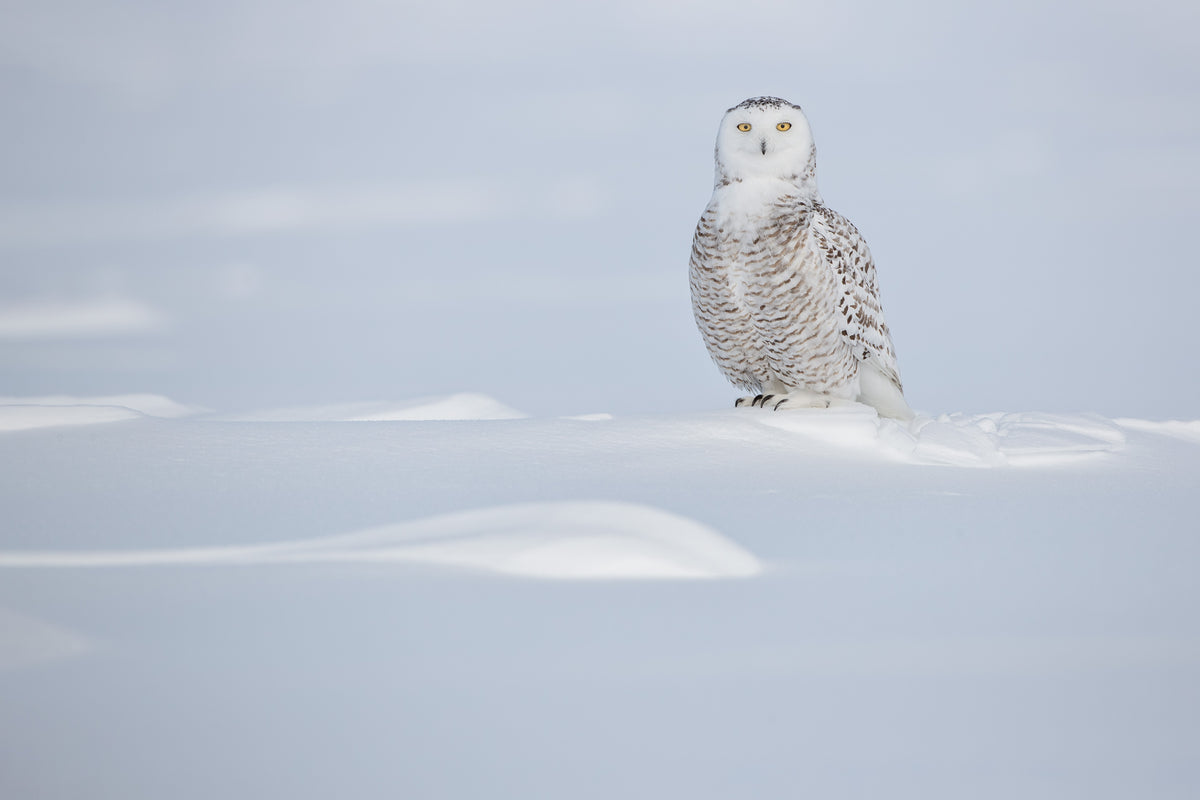 Harfang des neiges au plumage blanc et brun, perché sur une dune de neige aux courbes douces, dans un paysage hivernal aux teintes bleutées au Québec.