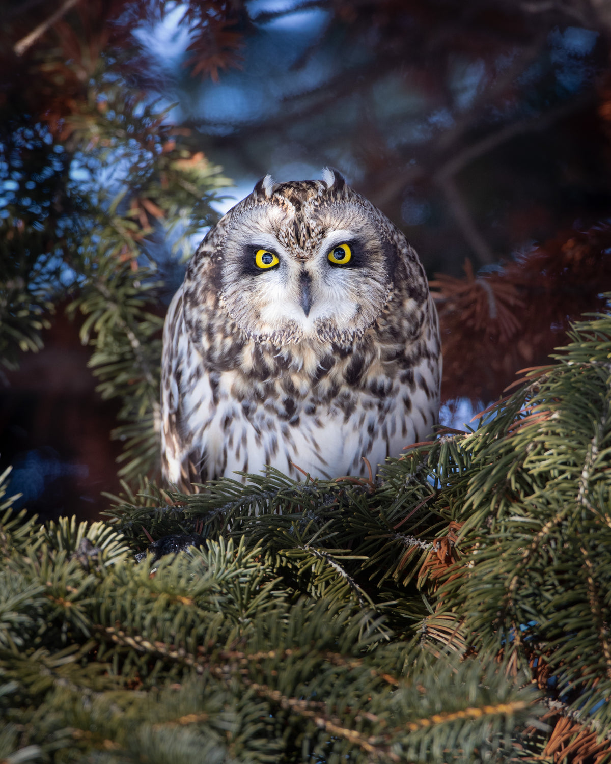 Hibou des marais au regard jaune intense, perché au milieu des branches d’un conifère.
