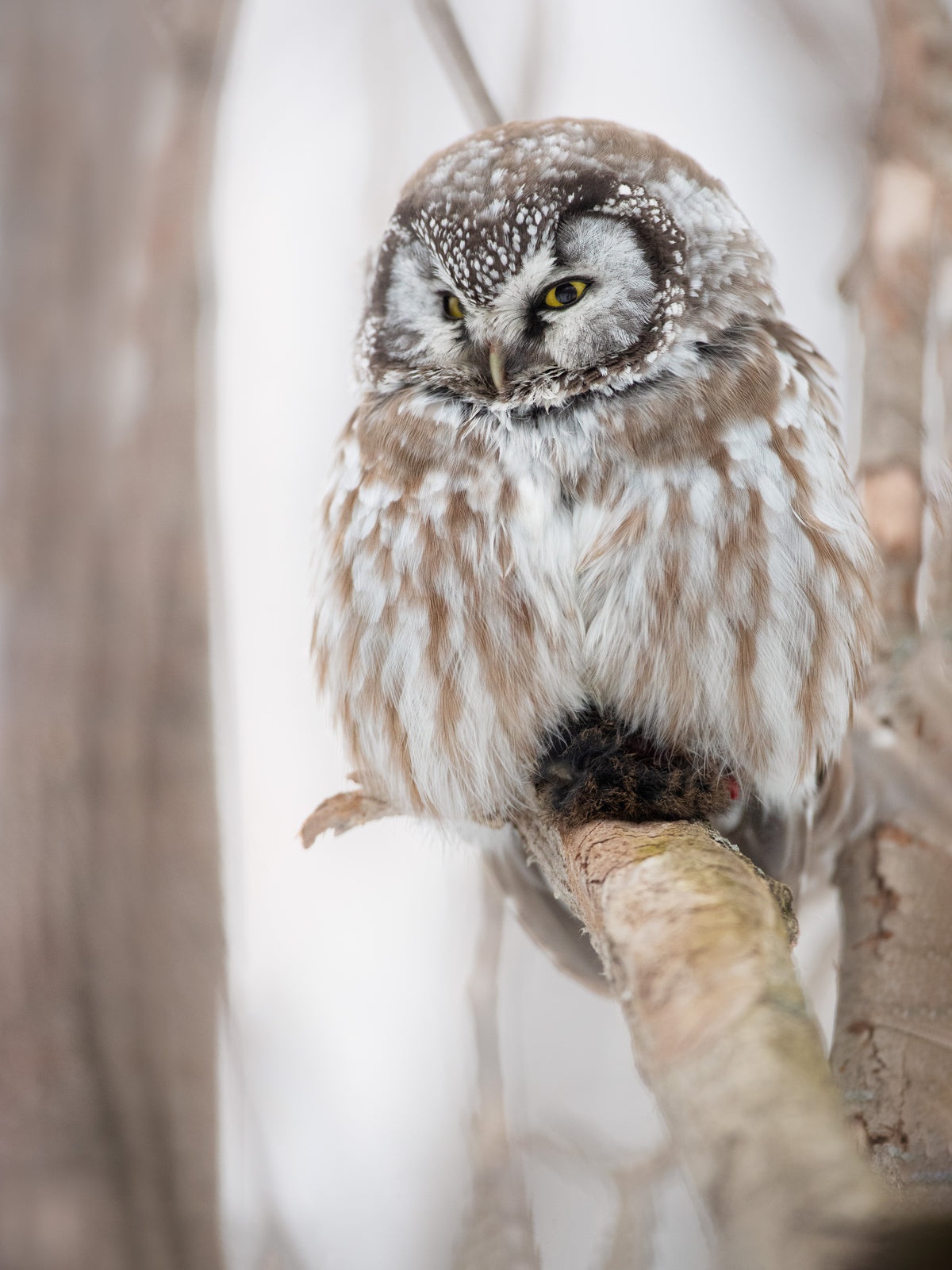 Portrait d'une nyctale de Tengmalm au plumage brun et blanc, perchée sur une branche avec sa proie, le regard dirigé vers le bas.