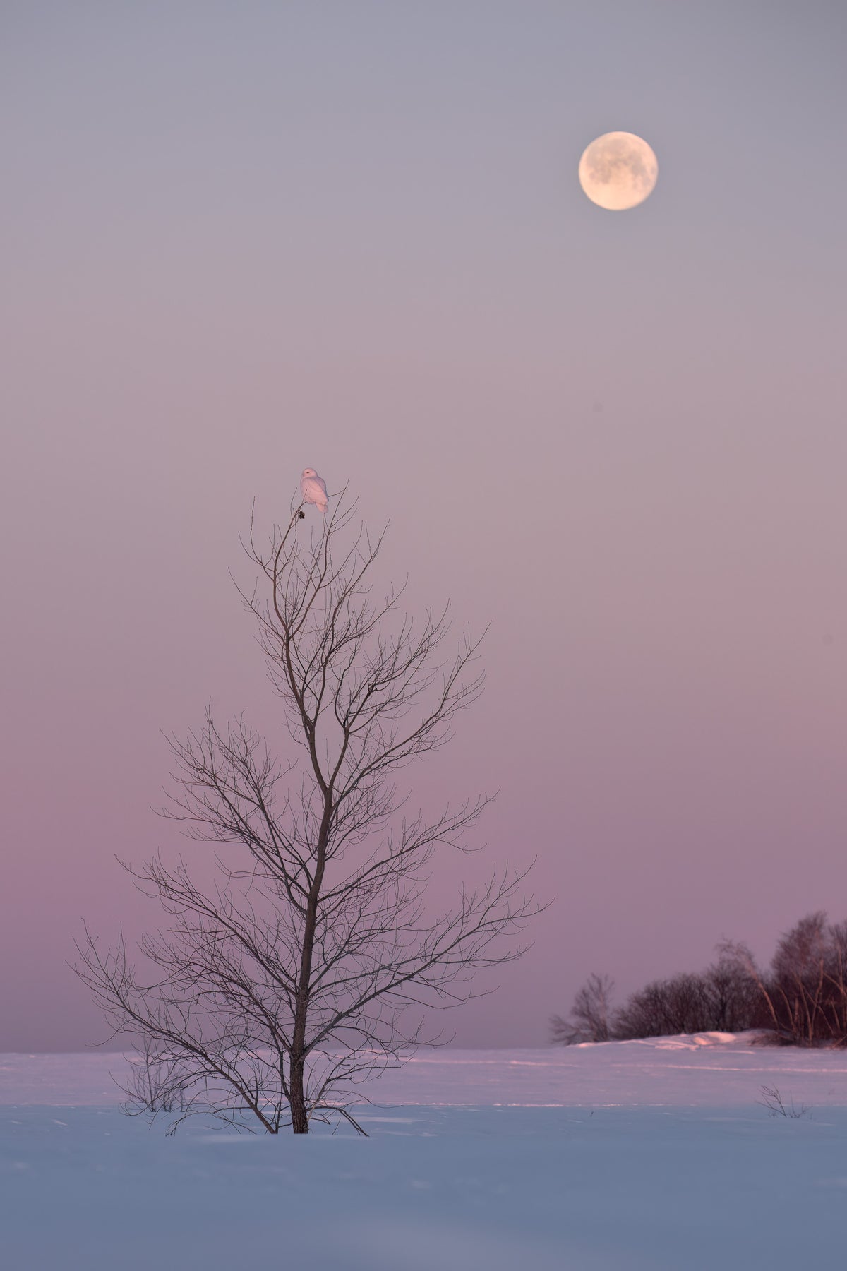 Harfang des neiges perché au sommet d'un arbre dénudé, sous une pleine lune dans un ciel rose et mauve, au-dessus d'un paysage enneigé.