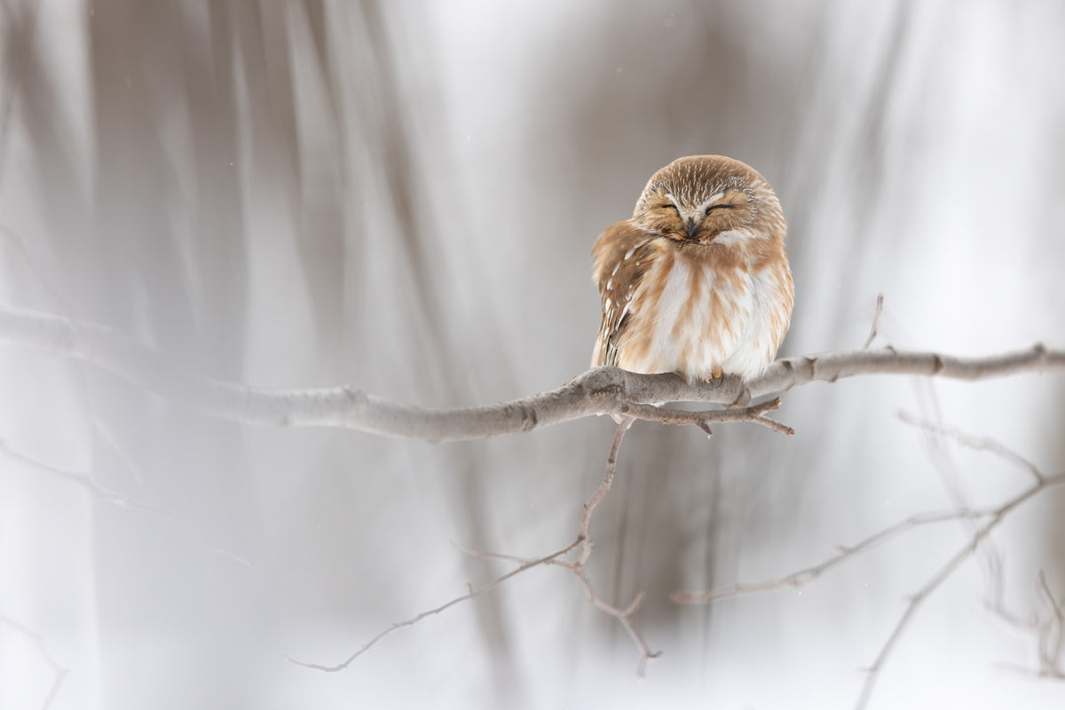 Petite nyctale endormie sur une branche dans une forêt hivernale du Québec, les yeux fermés et le plumage brun et blanc gonflé contre le froid.