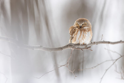 Petite nyctale endormie sur une branche dans une forêt hivernale du Québec, les yeux fermés et le plumage brun et blanc gonflé contre le froid.