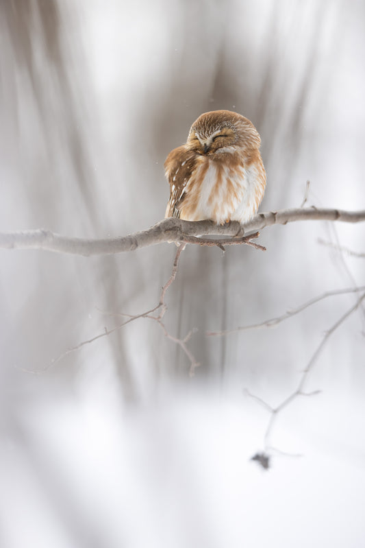 Photographie verticale d'une petite nyctale assoupie sur une branche, la tête inclinée et les yeux fermés, dans une ambiance hivernale douce et lumineuse.