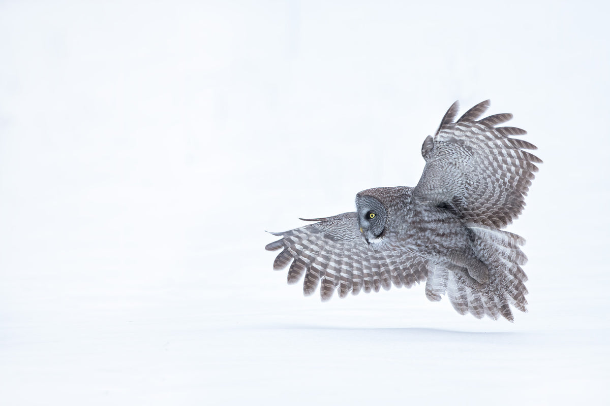 Chouette lapone en plein vol au-dessus d’un paysage enneigé du Québec, les ailes largement déployées, sur un fond blanc épuré.