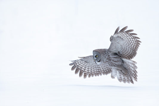Chouette lapone en plein vol au-dessus d’un paysage enneigé du Québec, les ailes largement déployées, sur un fond blanc épuré.