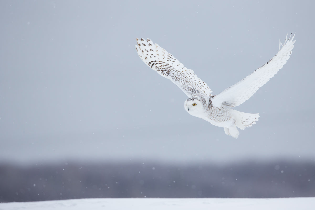 Harfang des neiges en vol, les grandes ailes blanches déployées au-dessus d’un paysage enneigé, sur fond de ciel gris bleuté et de flocons.