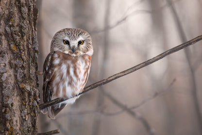 Petite nyctale aux yeux jaunes et aux plumes légèrement givrées, perchée sur une branche près d'un tronc dans une forêt aux teintes douces.