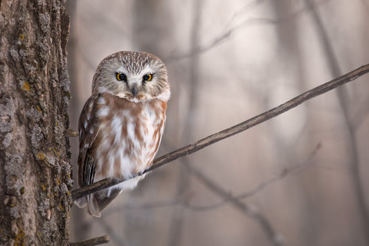 Petite nyctale aux yeux jaunes et aux plumes légèrement givrées, perchée sur une branche près d'un tronc dans une forêt aux teintes douces.