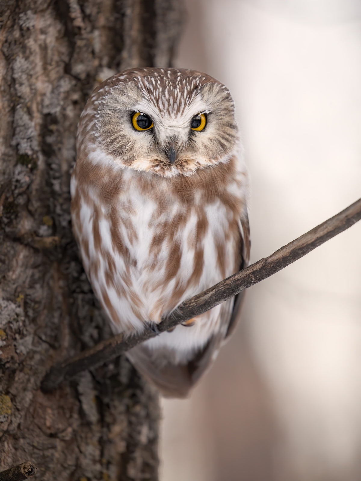 Portrait rapproché d'une petite nyctale perchée contre un tronc d'arbre, avec de fines plumes givrées autour de ses grands yeux jaunes au petit matin.