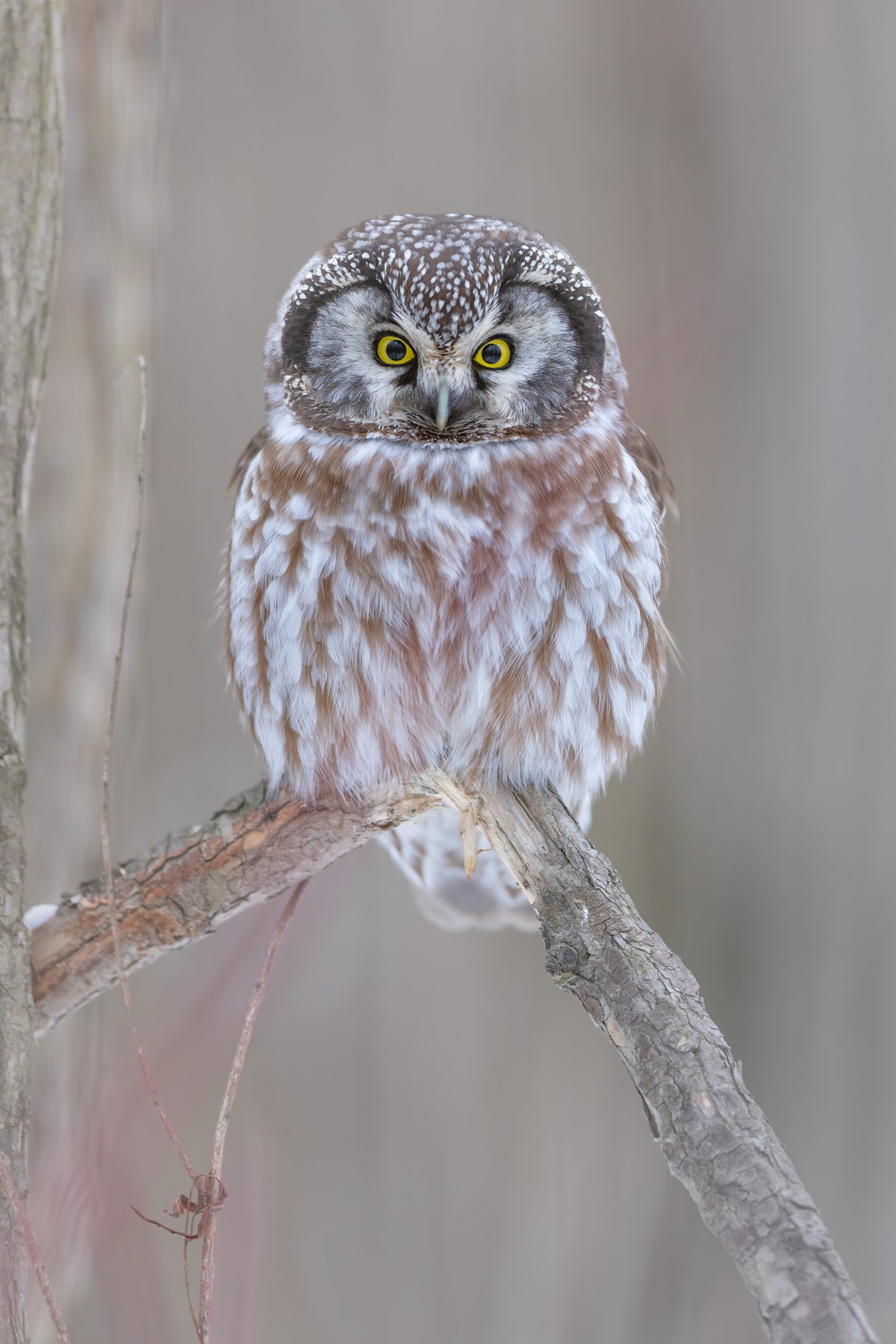 Petite nyctale perchée sur une branche, photographiée de face en portrait vertical, avec ses grands yeux jaunes et son plumage brun et blanc.