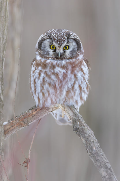Petite nyctale perchée sur une branche, photographiée de face en portrait vertical, avec ses grands yeux jaunes et son plumage brun et blanc.