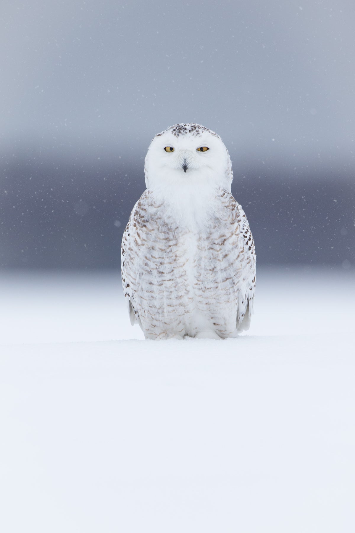 Harfang des neiges au plumage blanc légèrement tacheté de brun, posé dans la neige face à l'objectif, sous quelques flocons, sur fond gris bleuté.