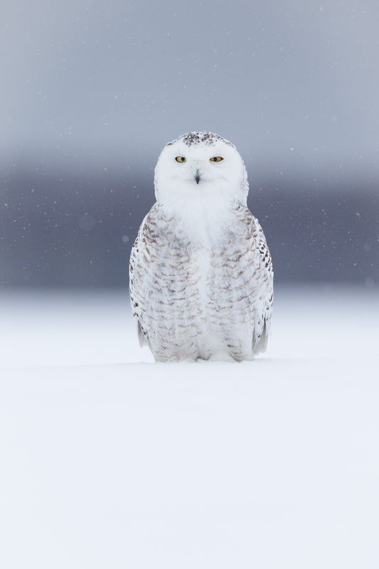 Harfang des neiges au plumage blanc légèrement tacheté de brun, posé dans la neige face à l'objectif, sous quelques flocons, sur fond gris bleuté.
