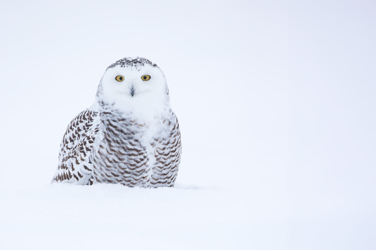 Harfang des neiges au plumage blanc et brun émergeant d'une étendue enneigée, dans une composition minimaliste aux tons blancs et bleutés.
