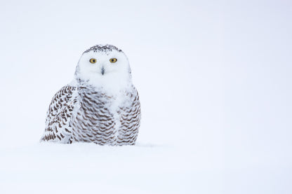 Harfang des neiges au plumage blanc et brun émergeant d'une étendue enneigée, dans une composition minimaliste aux tons blancs et bleutés.