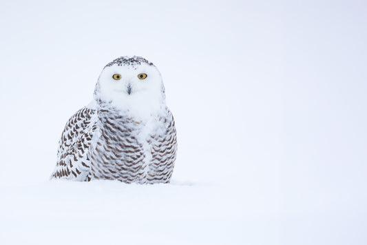 Harfang des neiges au plumage blanc et brun émergeant d'une étendue enneigée, dans une composition minimaliste aux tons blancs et bleutés.