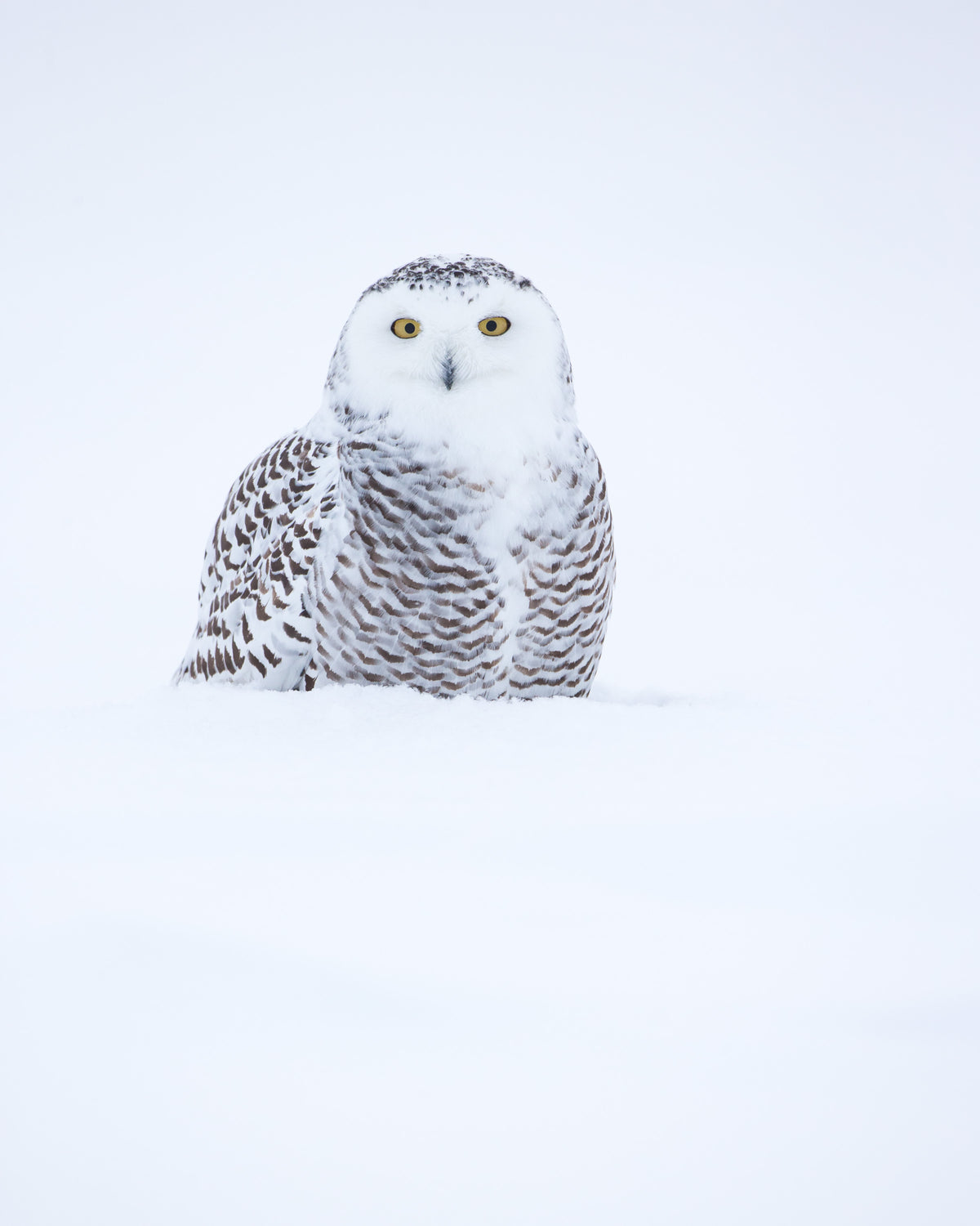 Harfang des neiges aux yeux jaunes, partiellement dissimulé derrière une épaisse couche de neige dans un paysage hivernal entièrement blanc au Québec.