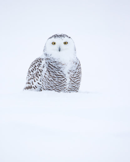 Harfang des neiges aux yeux jaunes, partiellement dissimulé derrière une épaisse couche de neige dans un paysage hivernal entièrement blanc au Québec.