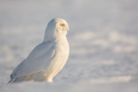 Harfang des neiges mâle au plumage presque entièrement blanc, photographié de profil dans un paysage enneigé, sous une douce lumière dorée.