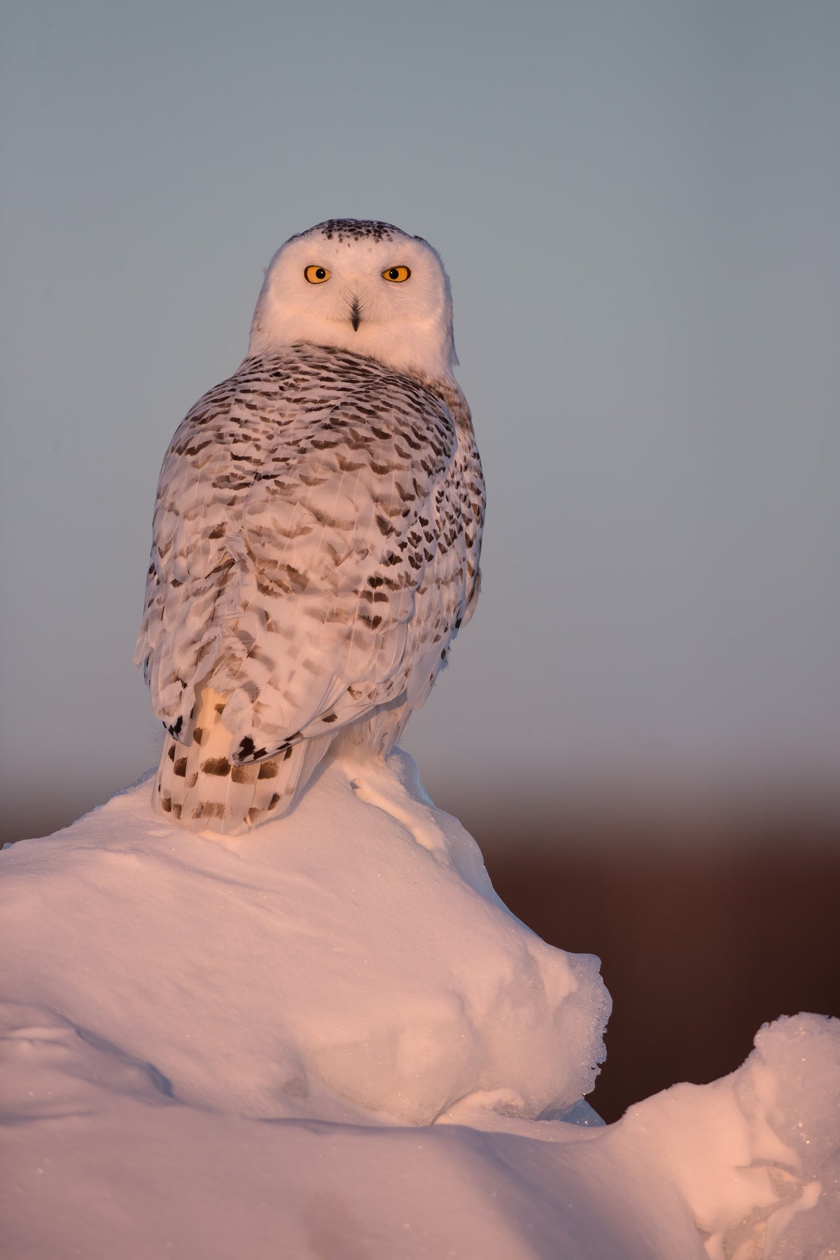 Harfang des neiges au plumage blanc moucheté, perché sur un amas de neige et éclairé par les premières lueurs rosées du soleil levant.