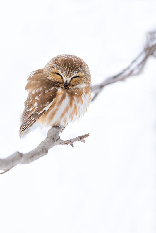 Petite nyctale aux yeux fermés, perchée sur une branche dans un décor blanc hivernal, avec quelques flocons sur son plumage brun et roux.