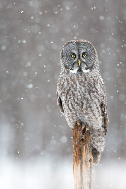 Portrait vertical d'une chouette lapone aux yeux jaunes, entourée de flocons de neige dans une ambiance hivernale.