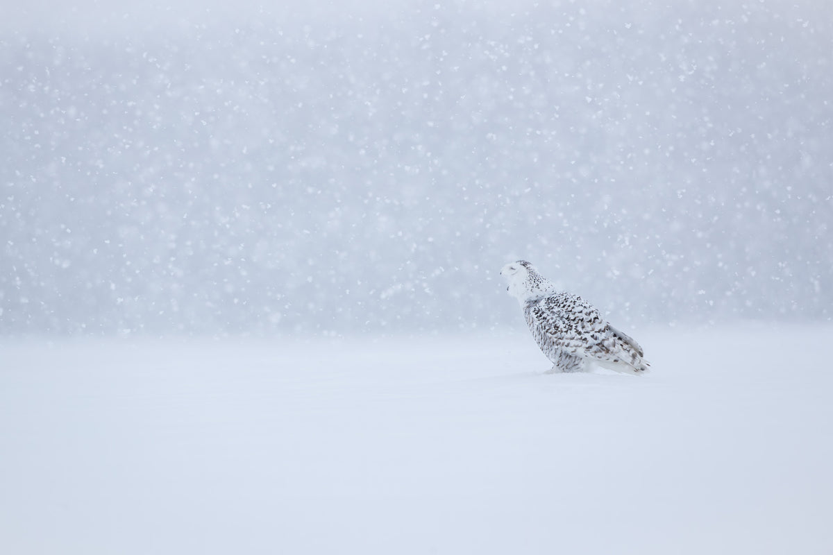 Harfang des neiges au plumage blanc moucheté, posé au sol, le bec ouvert et la tête relevée au milieu d'une forte chute de neige.
