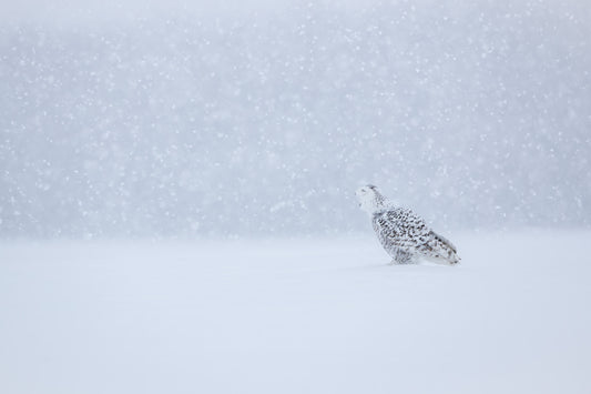 Harfang des neiges au plumage blanc moucheté, posé au sol, le bec ouvert et la tête relevée au milieu d'une forte chute de neige.