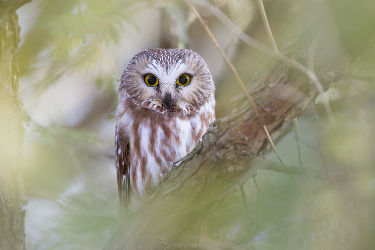 Petite nyctale aux grands yeux jaunes perchée sur une branche, entourée de feuillage vert flou dans une forêt du Québec.