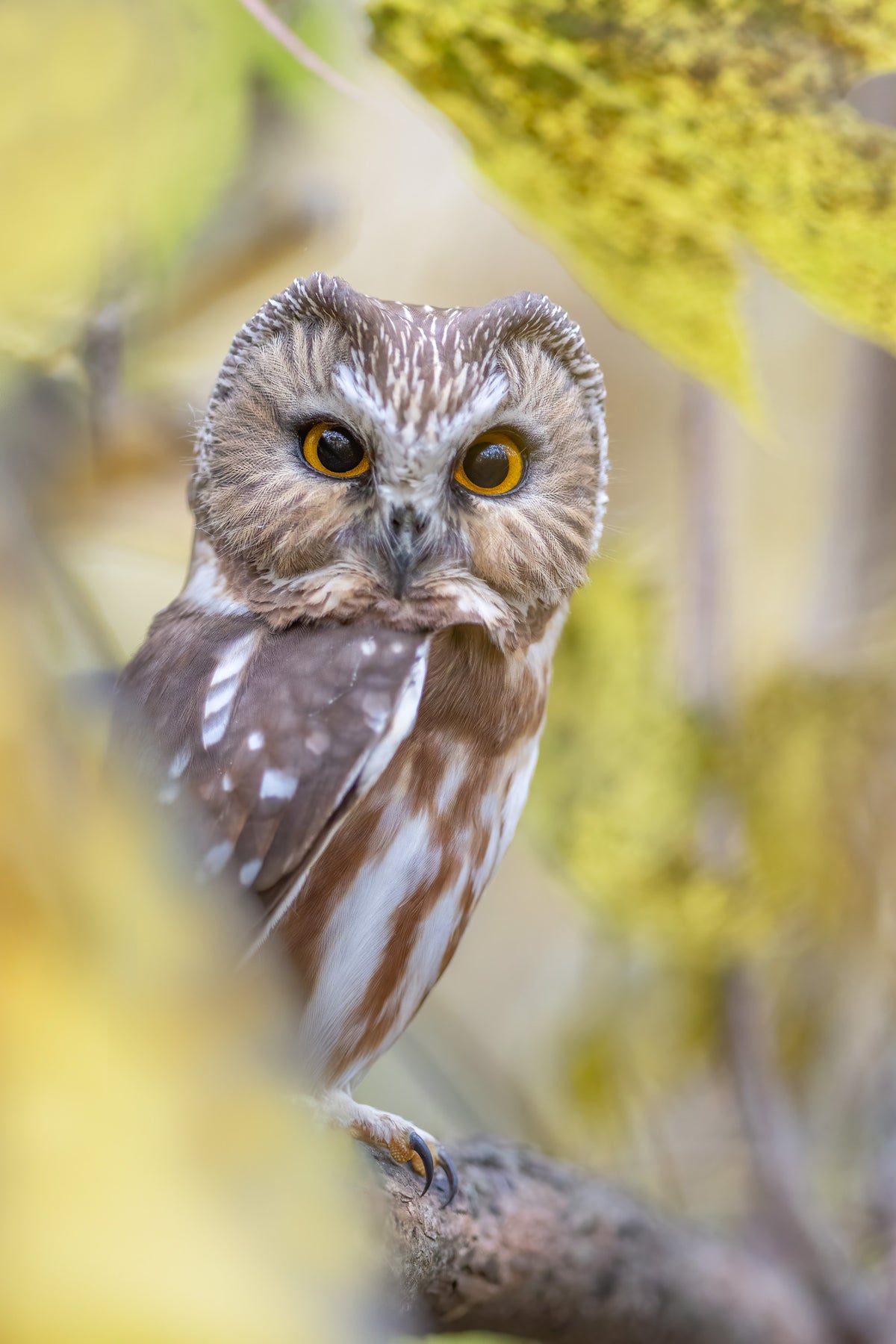 Portrait vertical d'une petite nyctale aux grands yeux jaunes, perchée sur une branche et entourée de feuillages dorés aux couleurs de l'automne.