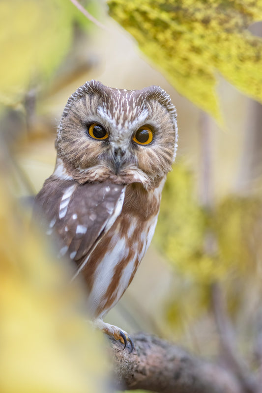 Portrait vertical d'une petite nyctale aux grands yeux jaunes, perchée sur une branche et entourée de feuillages dorés aux couleurs de l'automne.