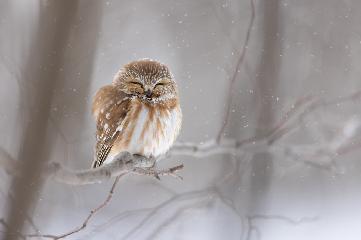 Petite nyctale aux yeux fermés, perchée sur une branche sous une légère chute de neige, dans une forêt hivernale aux teintes douces.