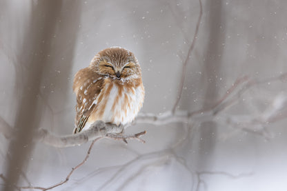 Petite nyctale aux yeux fermés, perchée sur une branche sous une légère chute de neige, dans une forêt hivernale aux teintes douces.