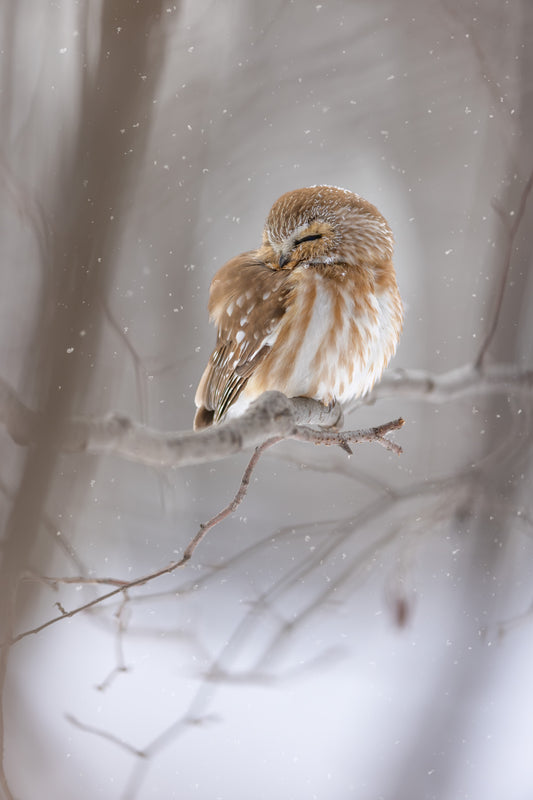 Portrait vertical d'une petite nyctale endormie sur une branche, le plumage brun et blanc saupoudré de flocons dans la forêt enneigée.
